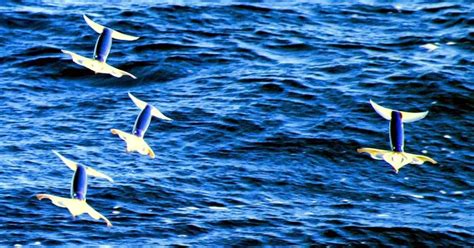 Flying Squid | The Ocean Most Spectacular Aerial Performers