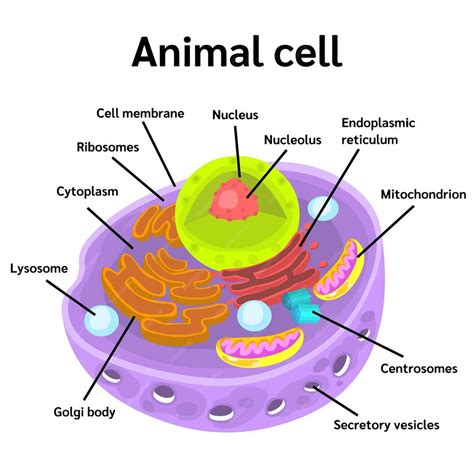 Annotated animal cell diagram