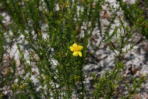 Native Florida Wildflowers Scrub St John S Wort Hypericum