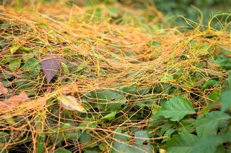 Dodder, a Parasitic Vine Weed - Ecological Landscape Alliance