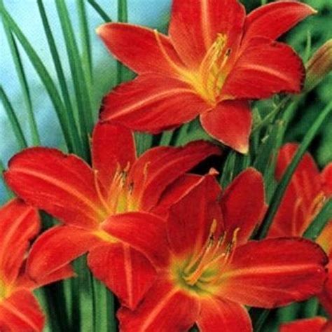 6 X Hemerocallis Sammy Russell Daglelie Pot 9x9cm