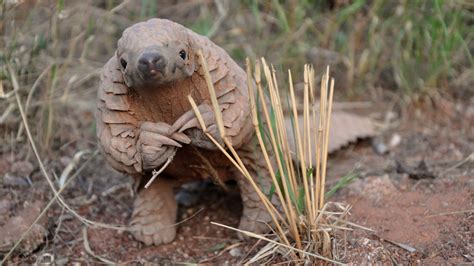 Pangolin | Nature | PBS