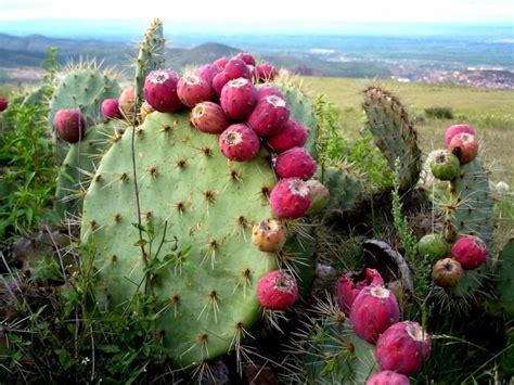 ProducciÓn De Nopal En MÉxico ¿por QuÉ Es Tan Relevante