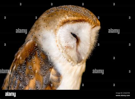 Barn owl at night Stock Photo - Alamy