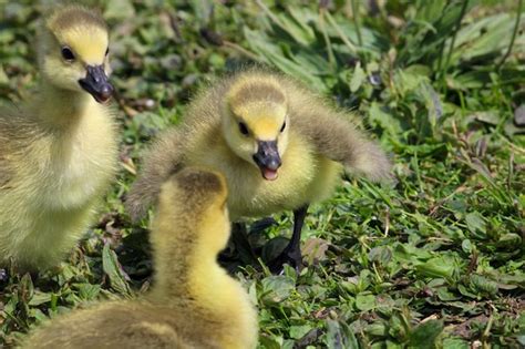 Premium Photo | Close-up of a bird gosling