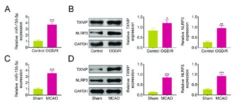 Mir P And Txnip Nlrp Were Highly Expressed In Cerebral I R