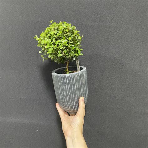 Комнатное деревце Мирсина Африкана 9/20 купить на OZON по низкой цене ...