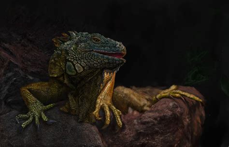 Iguana By Confirmedburger On Deviantart