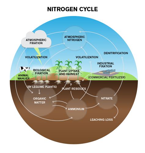 Nitrogen Nutrition In Plants Effective Health