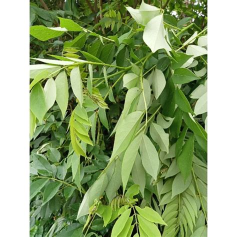 Jual Daun Dadap Cangkring Segar Kg Shopee Indonesia