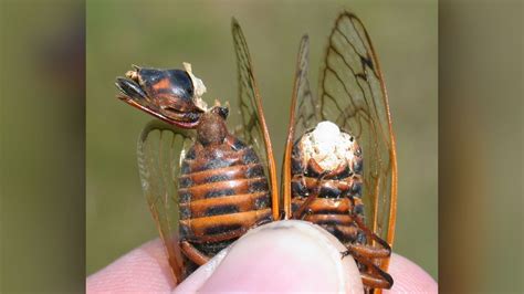 Some Brood X Cicadas Will Be Sex Crazed Zombies With Disintegrating