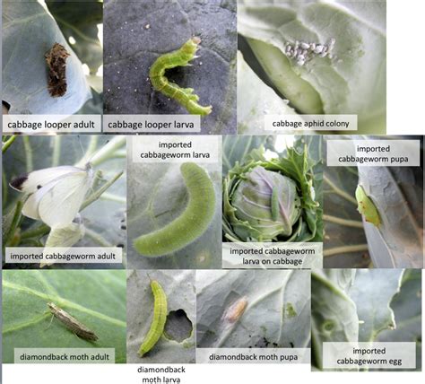 Vegetable Entomology Michigan State University Cole Crops