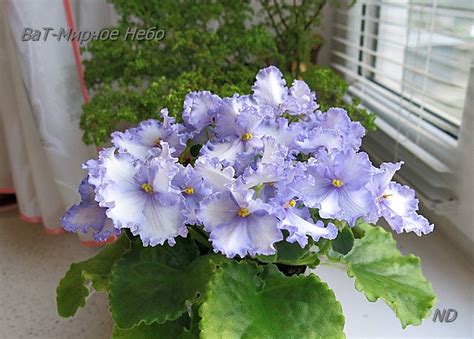 ВаТ Мирное Небо | African violets, Blue flowers, Flowers