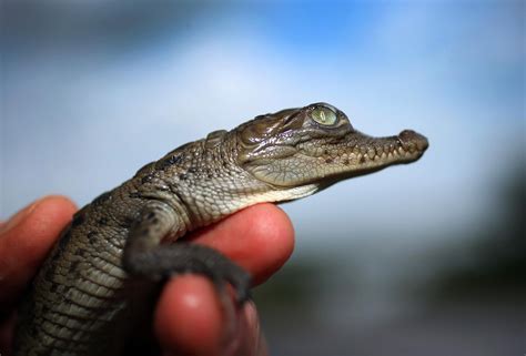 Baby American Crocodiles