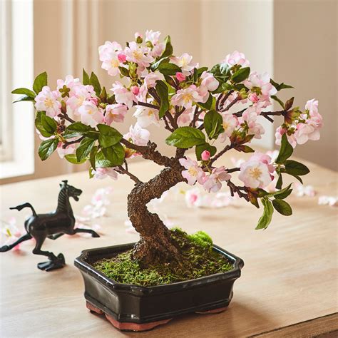 Cherry Blossom Bonsai | Bloom UK