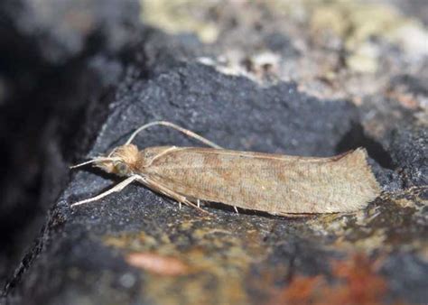 R F Insecta Lepidoptera Ypsolophidae Ypsolopha Sylvella