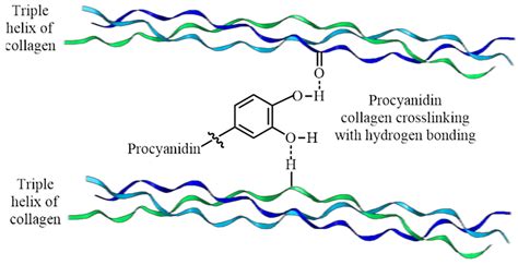 Molecules Free Full Text Insights On Chemical Crosslinking