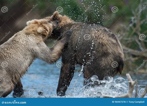 Two Alaskan Brown Bears Playing Stock Photo Image Of National Young