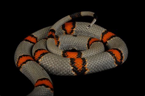 Gray Banded King Snake Lampropeltis Alterna Reptiles And Amphibians