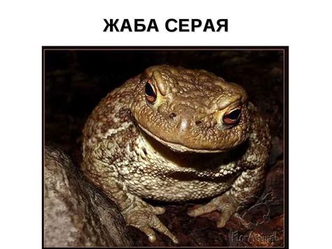 Жаба душит: Веселые и улетные изображения