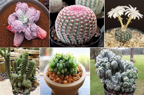 Aprende sobre 10 suculentas y cactus más raros e inusuales Consejos de