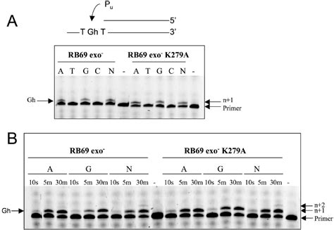 Figure 2 From Crystal Structure Of A Replicative DNA Polymerase Bound