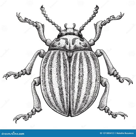 Colorado Potato Beetle Tattoo Art Potato Bug Leptinotarsa Decemlineata