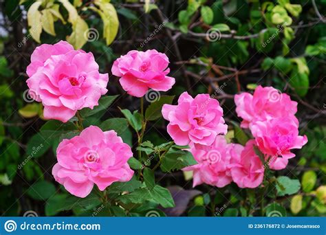 Flores Rosadas Rosadas Con Hojas Y Ramas Verdes Foto De Archivo