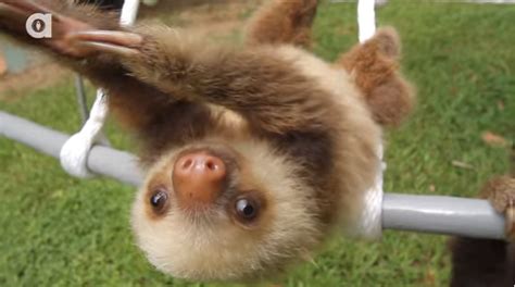 O Grito Do Bicho Você Já Viu Um Bebê Preguiça É A Coisa Mais Linda Do Mundo