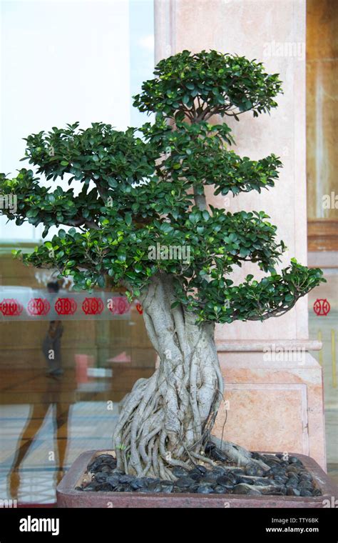 Bonsai Leaf Hi Res Stock Photography And Images Alamy