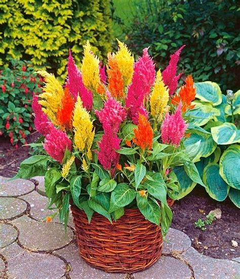 How to Grow Celosia | Growing and Planting Guide