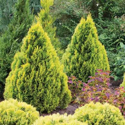 Arborvitae: Varieties and Growing Tips for Vibrant Gardens