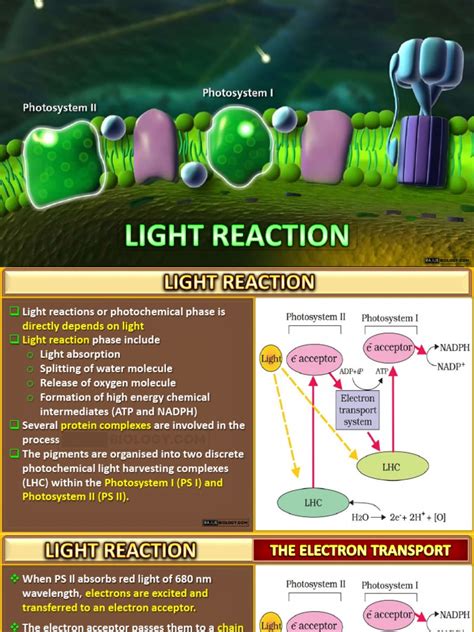 Light Reactions of Photosynthesis | PDF | Metabolism | Biotechnology