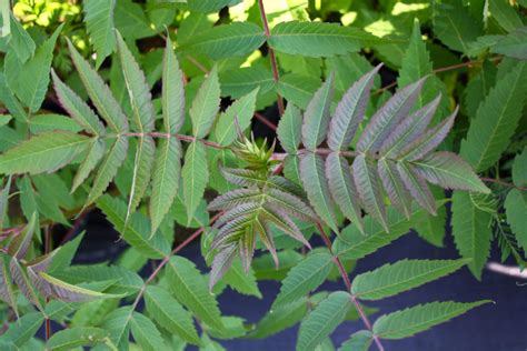 Staghorn Sumac Leaf Ontario Native Plant Nursery Container Grown