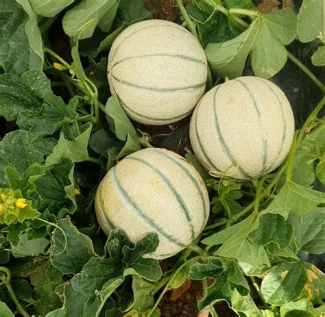 Super 777 Hybrid Muskmelon Seeds For Agriculture Packaging Size 25