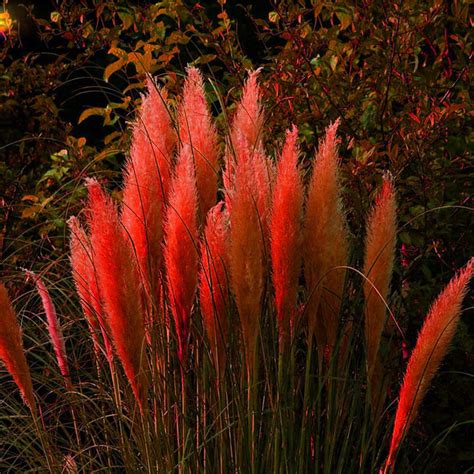 100 Seeds Red Pampas Grass Seeds Cortaderia Selloana Garden Grass Bamboo