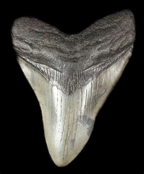 Fossil Megalodon Tooth Georgia For Sale Fossilera