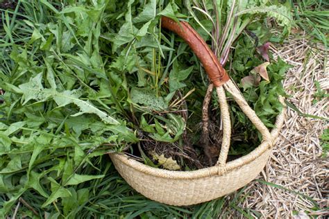 Harvesting Dandelion Roots + 3 Brilliant Uses