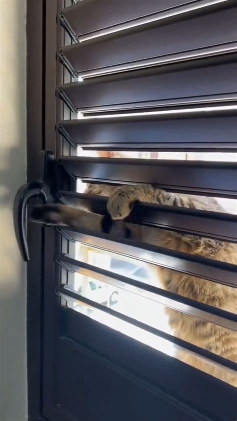 The cat burglar : r/AnimalsBeingGeniuses