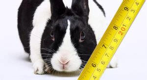 How Big Do Dutch Rabbits Get? Tracking Dutch Bunny Growth