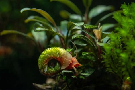 13 Best Aquarium Snails For A Thriving Tank Ecosystem