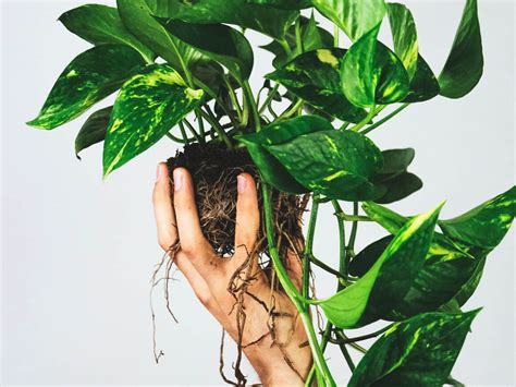 How To Make Pothos Climb A Guide To Training Your Houseplant The Healthy Houseplant