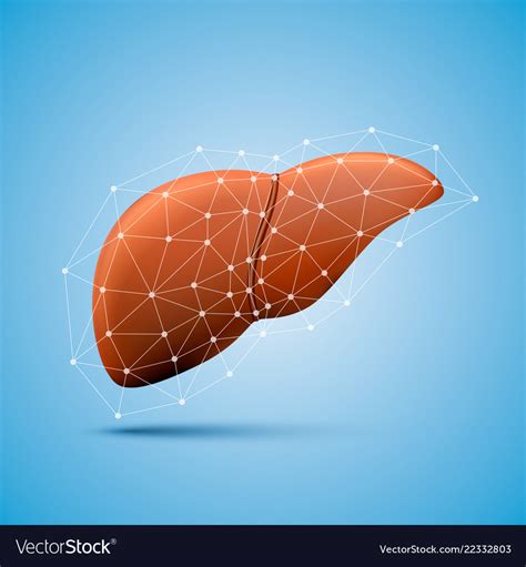 Liver Sign Medical Object Royalty Free Vector Image