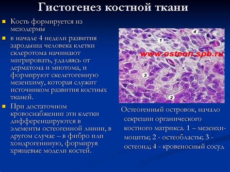 Репаративная регенерация костной ткани - online presentation