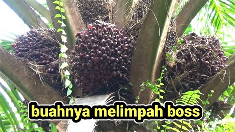 Lihat Boss Buahnya Melimpah Panen Sawit Pokok Tinggi YouTube