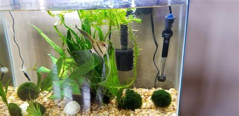 Aquarium Co-Op - Plant Weights