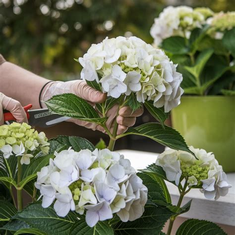 Cięcie hortensji Jak i kiedy przycinać hortensje