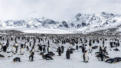 Review Offers Chance To Boost Marine Protections Around South Georgia