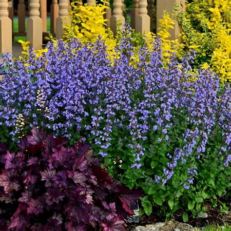 Котовник и Сальвия (Шалфей)