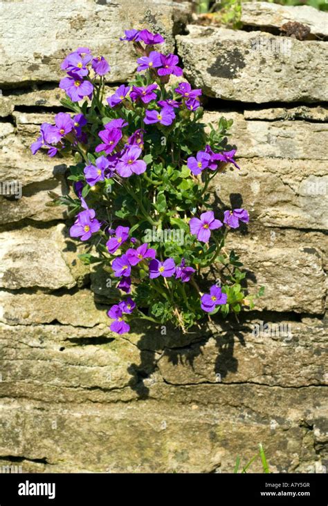 Aubrietia Stock Photo: 11934358 - Alamy